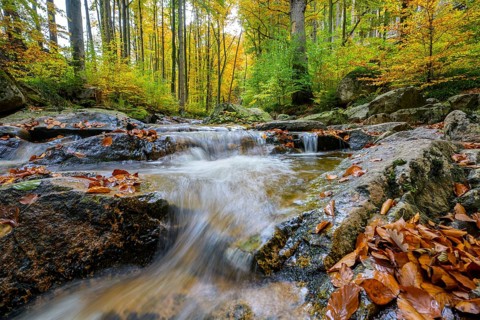 An Ilse waterfall in an autumnal forest full of bright leaves, Ilsetal, Harz National Park,