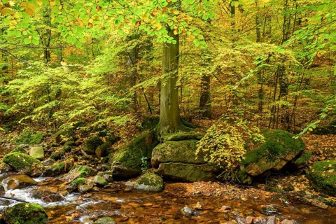 A quiet forest with a small stream and trees full of autumn leaves on the Ilse River, llsetal, Harz