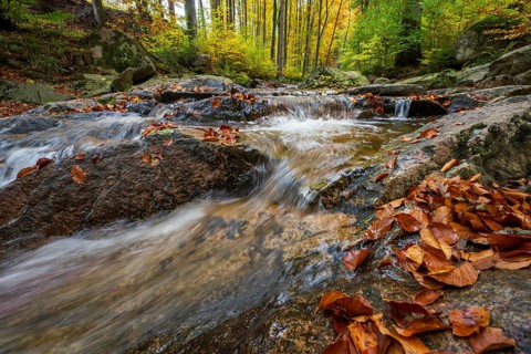 The river Ilse in the Harz National Park flows over rocks in autumn forest, Ilsetal, Harz National