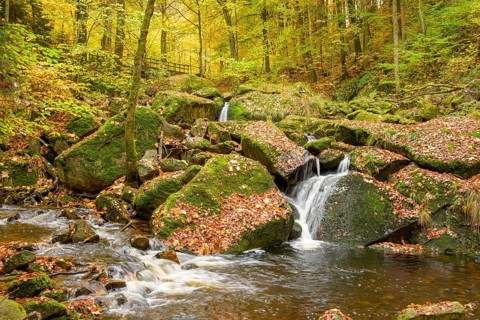 A small waterfall of the Ilse flows over moss-covered rocks in a glowing autumnal forest, Ilsetal,