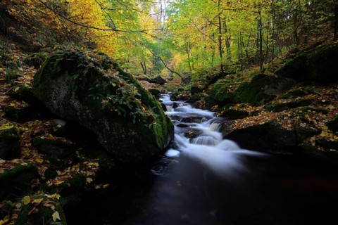The river Ilse flows through an autumnal forest, surrounded by colorful trees, large rocks,