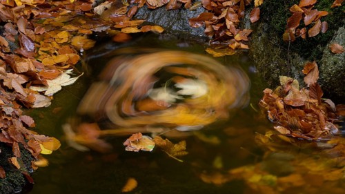 Autumn leaves floating in a whirlpool on an Ilse forest stream, warm colors and calming atmosphere,