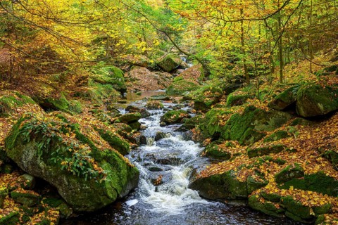 A flowing stream the Ilse snakes through an autumnal forest surrounded by moss-covered rocks, Ilse