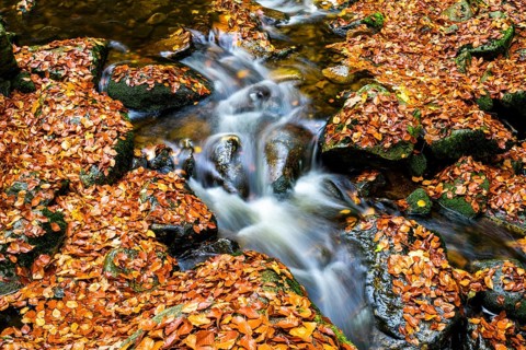 The river Ilse flows over rocks, covered with bright autumn leaves in the dense forest, Ilsetal,