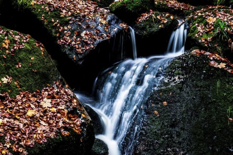 A narrow waterfall of the Ilse flows over mossy rocks covered with autumn leaves, Ilsetal, Harz