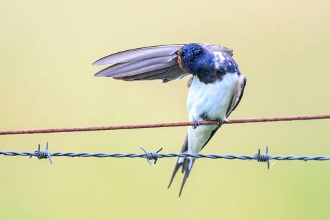 Barn Swallow (Hirundo rustica), plumage care on barbed wire, Barn Swallow (Hirundo rustica),