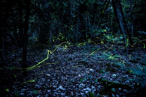 False firefly (Lamprohiza splendidula) Firefly, flying in search of a mate, long exposure, stitched