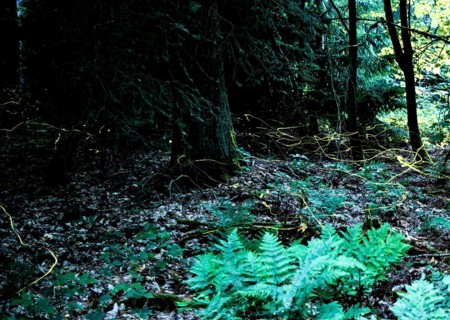 False firefly (Lamprohiza splendidula) Firefly, flying in search of mate, long exposure, stitched