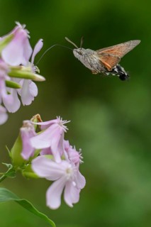 A dove tail (Macroglossum stellatarum) flies near pink flowers of soapwort (Saponaria officinalis)