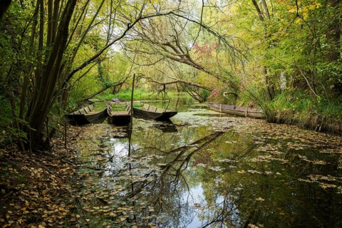 Altrhein, Rhine, Taubergießen Nature Reserve, Kappel-Grafenhausen, Ortenau, Baden-Württemberg,