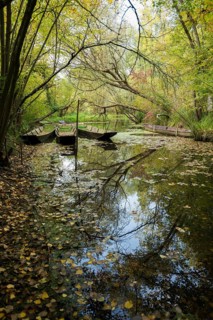 Altrhein, Rhine, Taubergießen Nature Reserve, Kappel-Grafenhausen, Ortenau, Baden-Württemberg,