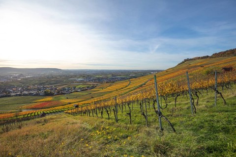 The vineyards in the Remstal near Kleinheppach in the Rems-Murr district are bright in autumn.