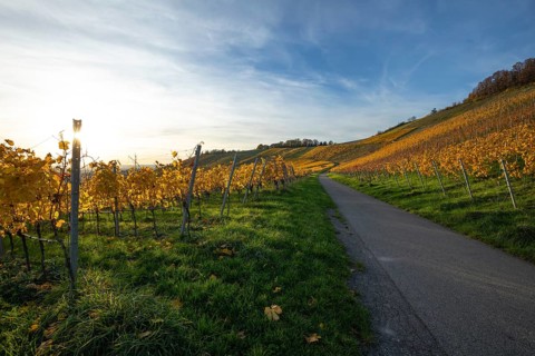 The vineyards in the Remstal near Korb in the Rems-Murr district show all their colors in autumn.