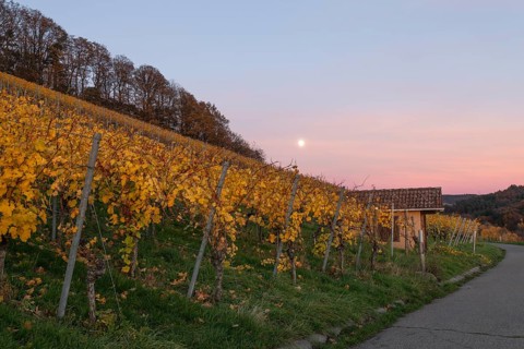 The vineyards in the Remstal near Korb in the Rems-Murr district are covered in autumn colors of