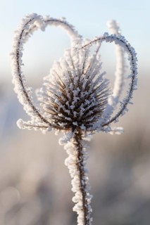 An impressive macro shot of Wild teasel (Dipsacus fullonum) covered in shimmering ice and