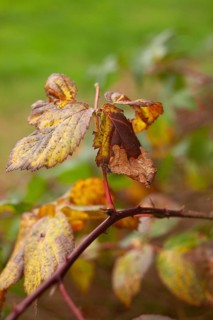 Leaf discoloration, autumn leaves, nature, season, Königsmoor, Moormerland, East Frisia, Lower