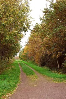 Forest trail, leaf discoloration, autumn leaves, nature, season, Königsmoor, Moormerland, East