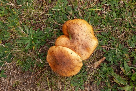 Forest mushrooms, forest edge, Ter Borg, Westerwolde Municipality, Groningen Province, Netherlands