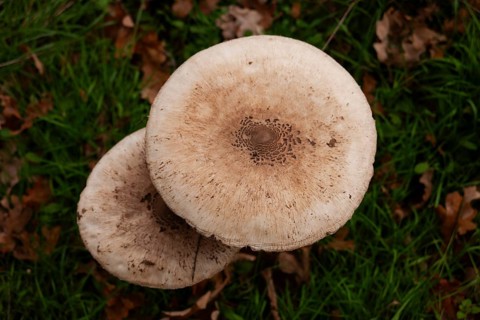 Parasol mushroom (Parasol, Macrolepiota procera) raw poisonous, forest edge, TER BORG, municipality