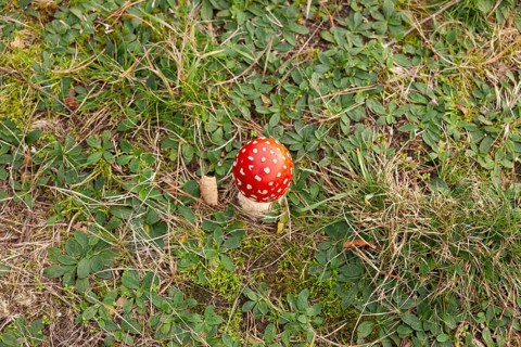 Fly agaric (Amanita muscaria), forest edge, Ter Borg, municipality of Westerwolde, province of