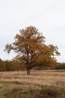 Red oak (Quercus rubra), autumn colours, forest edge, Ter Borg, municipality of Westerwolde,
