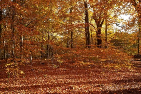 Autumn foliage, Stikelkamper Wald, Leer District, East Frisia, Lower Saxony, Germany