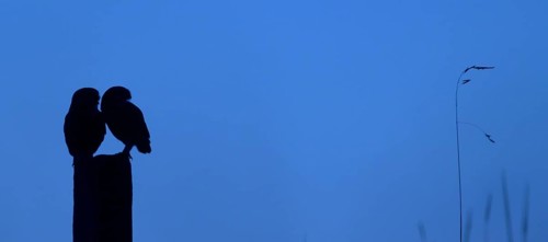Little owl (Athene noctua) pair, two adult birds on willow pole, fence post, late dusk, blue hour,