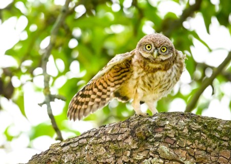 Little owl (Athene noctua) branchling, endangered species, young bird, stretching one wing, on a
