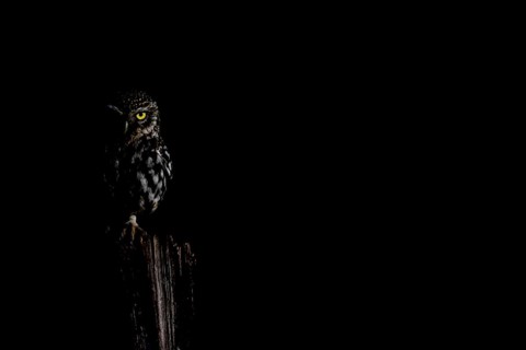 A Little Owl (Athene noctua) owl sitting on a tree stump in a dark environment, its yellow eye