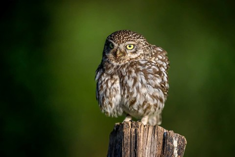 Little owl (Athene noctua) on fence post, fluffed up up, Teutoburg Forest, Osnabrücker Land, Lower