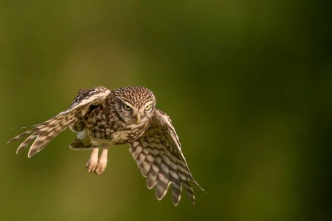 Steinkauz /Athene noctua) flying, departure from Zaunpfahl, Teutoburger Wald, Osnabrücker Land,