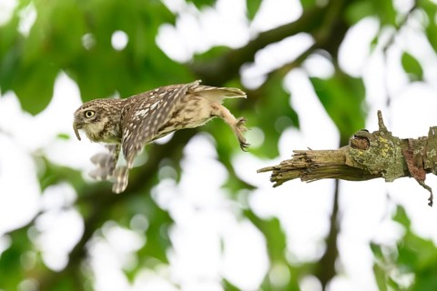 Little owl /Athene noctua) flying, departure from sitting room in a cherry tree, Teutoburg Forest,