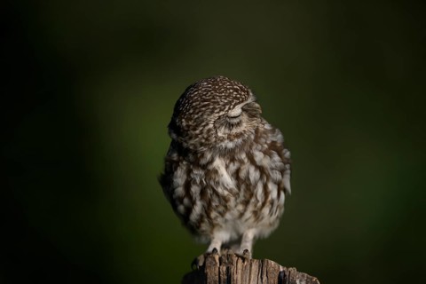 Little owl (Athene noctua) on a fence post, fluffed up up, turning its head, eyes closed, Lower