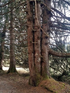 Four-stem conifer, conifer with 4 trunks, near Bolsterlang, Oberstdorf, Oberallgäu, Allgäu,