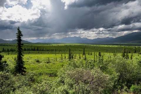 Taiga and tundra, mountain landscape of the Alaska Range with dramatic cloudy sky, Denali National