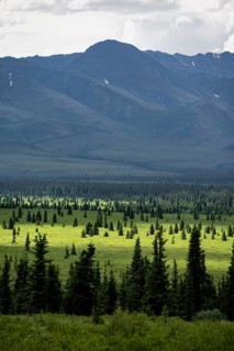 Taiga and tundra, mountain landscape of the Alaska Range with dramatic cloudy sky, Denali National