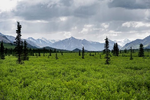 Tundra and mountainous landscape of the Alaska Range in dramatic cloudy skies, Denali National