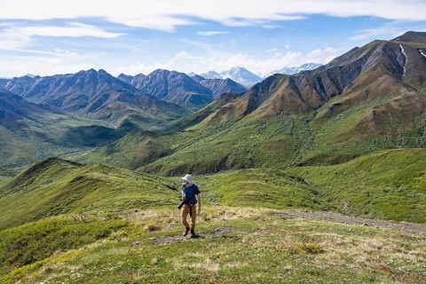 Hiker with camera climbs a mountain, tundra and mountainous landscape of the Alaska Range, Sable
