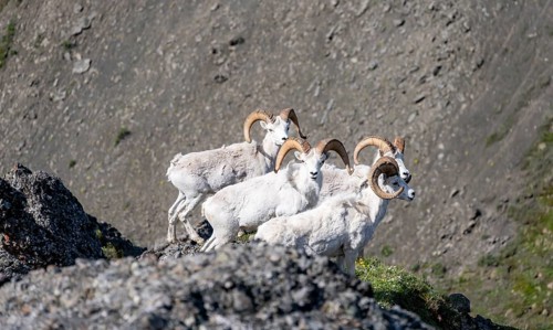 Dall sheep or Alaskan snow sheep (Ovis dalli) on a rocky outcrop in the mountains, Denali National