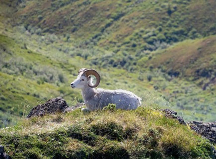 Dall sheep or Alaskan snow sheep (Ovis dalli) sitting on a rocky outcrop in the mountains, Denali
