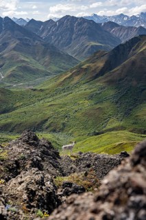 Dall sheep or Alaskan snow sheep (Ovis dalli) between rocks, mountain landscape, Denali National