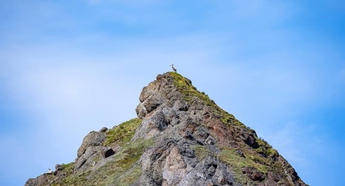 Dall sheep or Alaskan snow sheep (Ovis dalli) in the distance on the top of a mountain peak, Denali