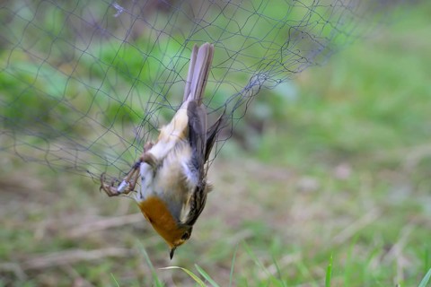 A robin (Erithacus rubecula) hanging in a net, Japan net, surrounded by blurred greenery, bird