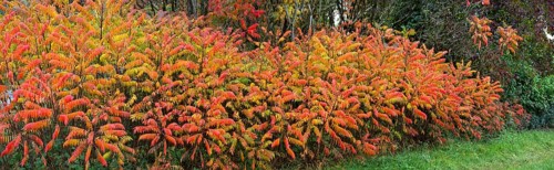 Vinegar trees (Rhus typhina) in their autumn colours, Franconia, Bavaria, Germany