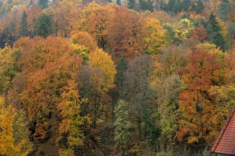 Mixed autumn forest, Franconian Switzerland, Egloffstein, Upper Franconia, Bavaria, Germany