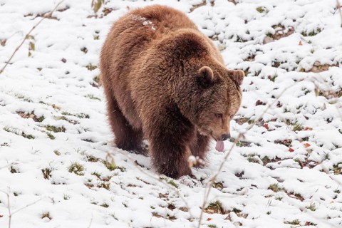 A Eurasian brown bear (Ursus arctos arctos) runs across a snow-covered meadow in hilly terrain.
