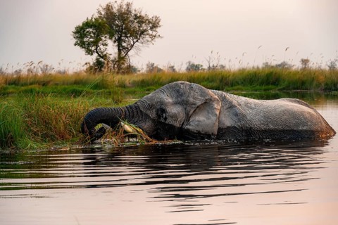 African elephant (Loxodonta africana) in the swamp, grazing, in the evening light, Xakanaxa Lagoon,