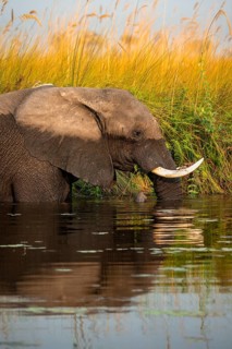 African elephant (Loxodonta africana) in the swamp, eating fern, animal portrait, Xakanaxa Lagoon,
