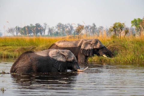 Two African elephants (Loxodonta africana) grazing in the swamp, Xakanaxa Lagoon, Okavango Delta,