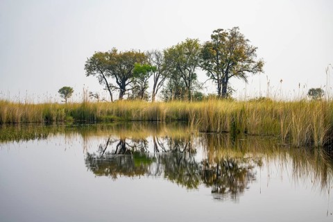 Marsh Landscape with Trees and Reeds, Xakanaxa Lagoon, Okavango Delta, Moremi Game Reserve,